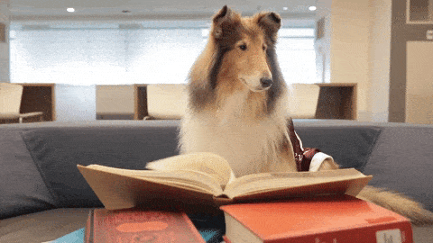 Rough Collie reading a book via Giphy